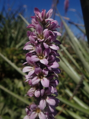 Francoa appendiculata