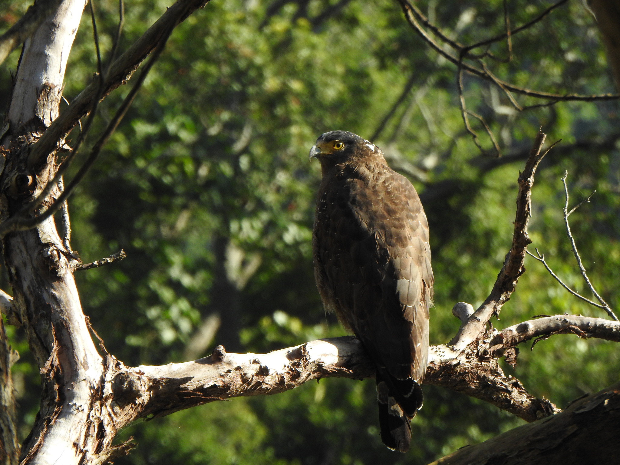 Crested Serpent Eagle (Spilornis cheela), photo 1
