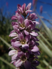 Francoa appendiculata