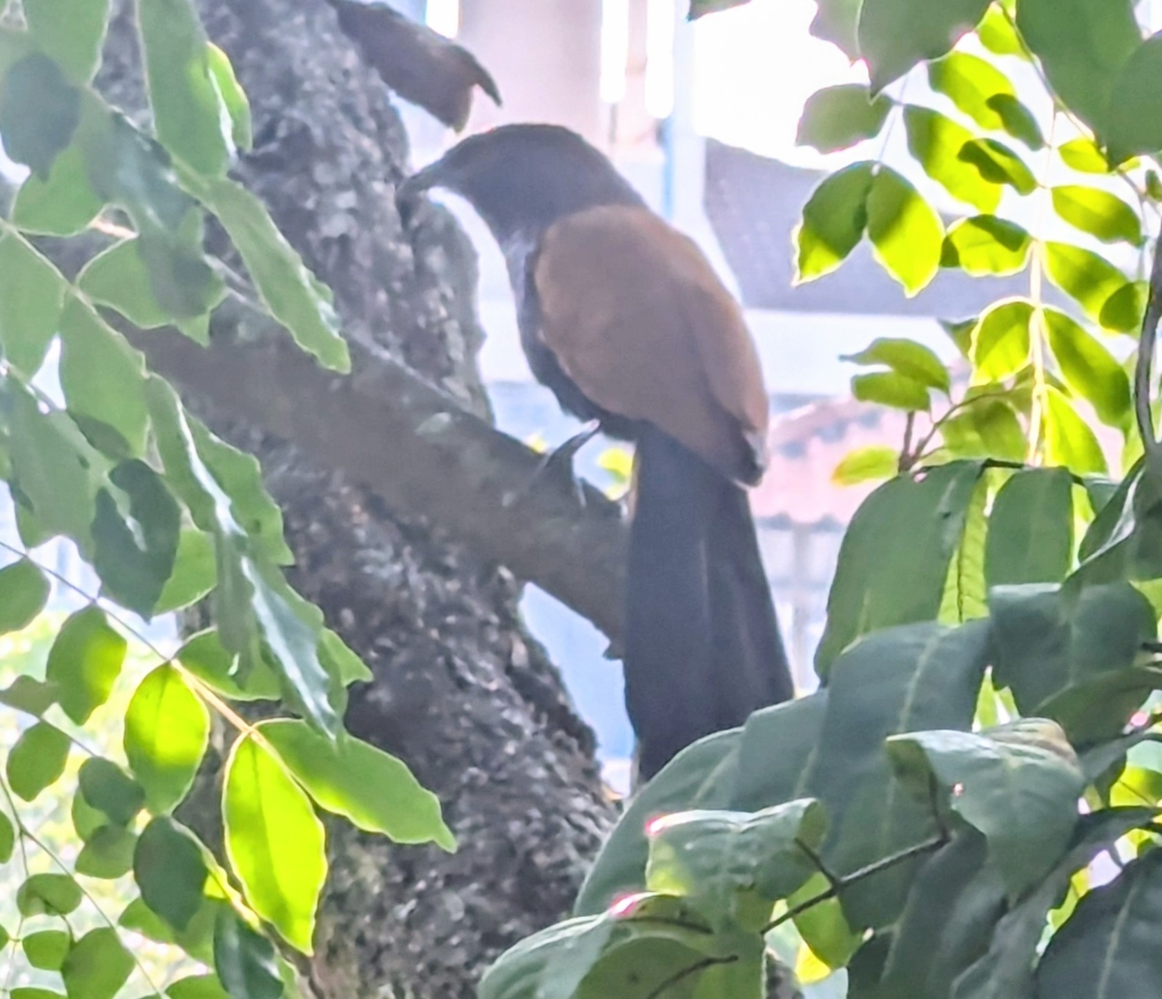 Greater Coucal (Centropus sinensis), photo 1