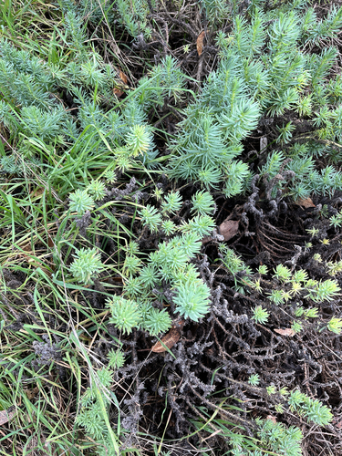 California seablite (Suaeda californica)