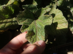 Francoa appendiculata