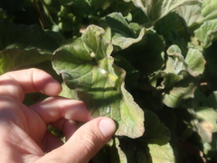 Francoa appendiculata