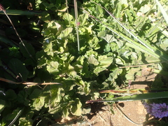 Francoa appendiculata