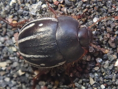 Praocis rufipes