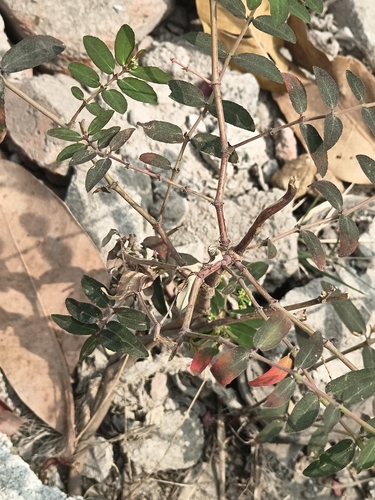 Foto de Mosquitinho