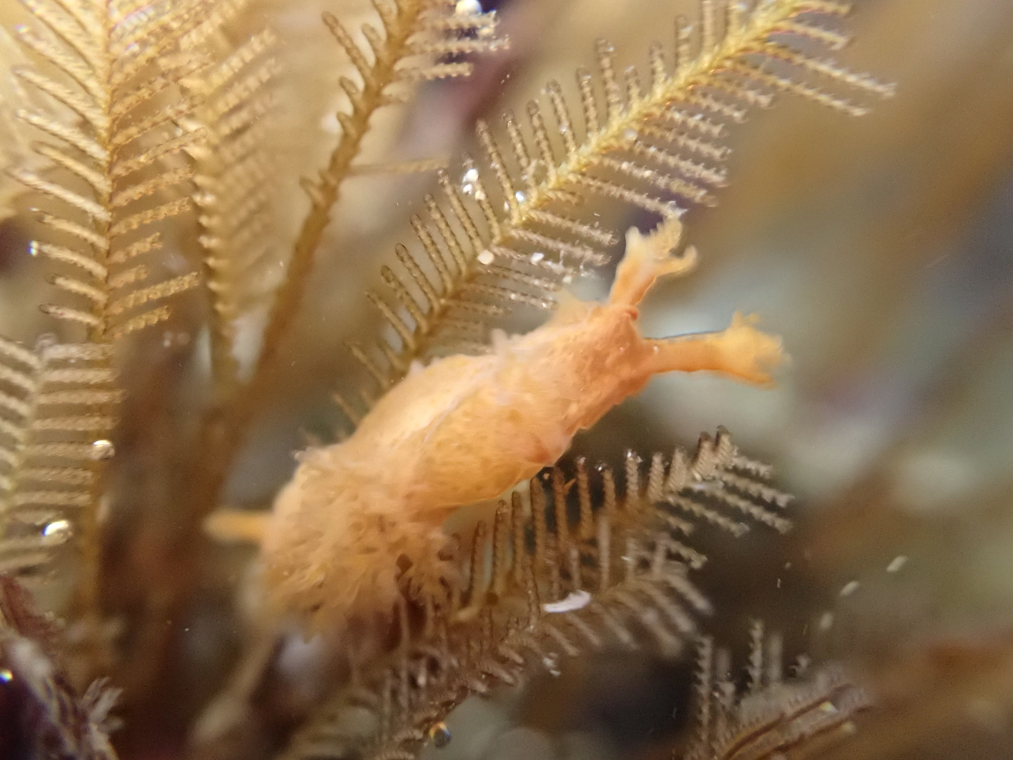 Dendronotus Nudibranch