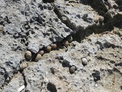 Nerita versicolor