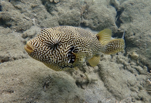 Map puffer (Arothron mappa) — Tetraodontidae