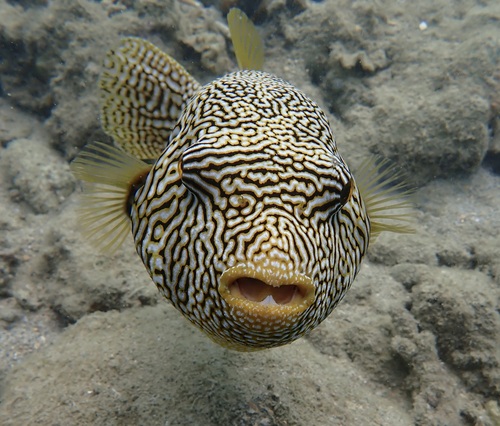 Map puffer (Arothron mappa) — Tetraodontidae — 2