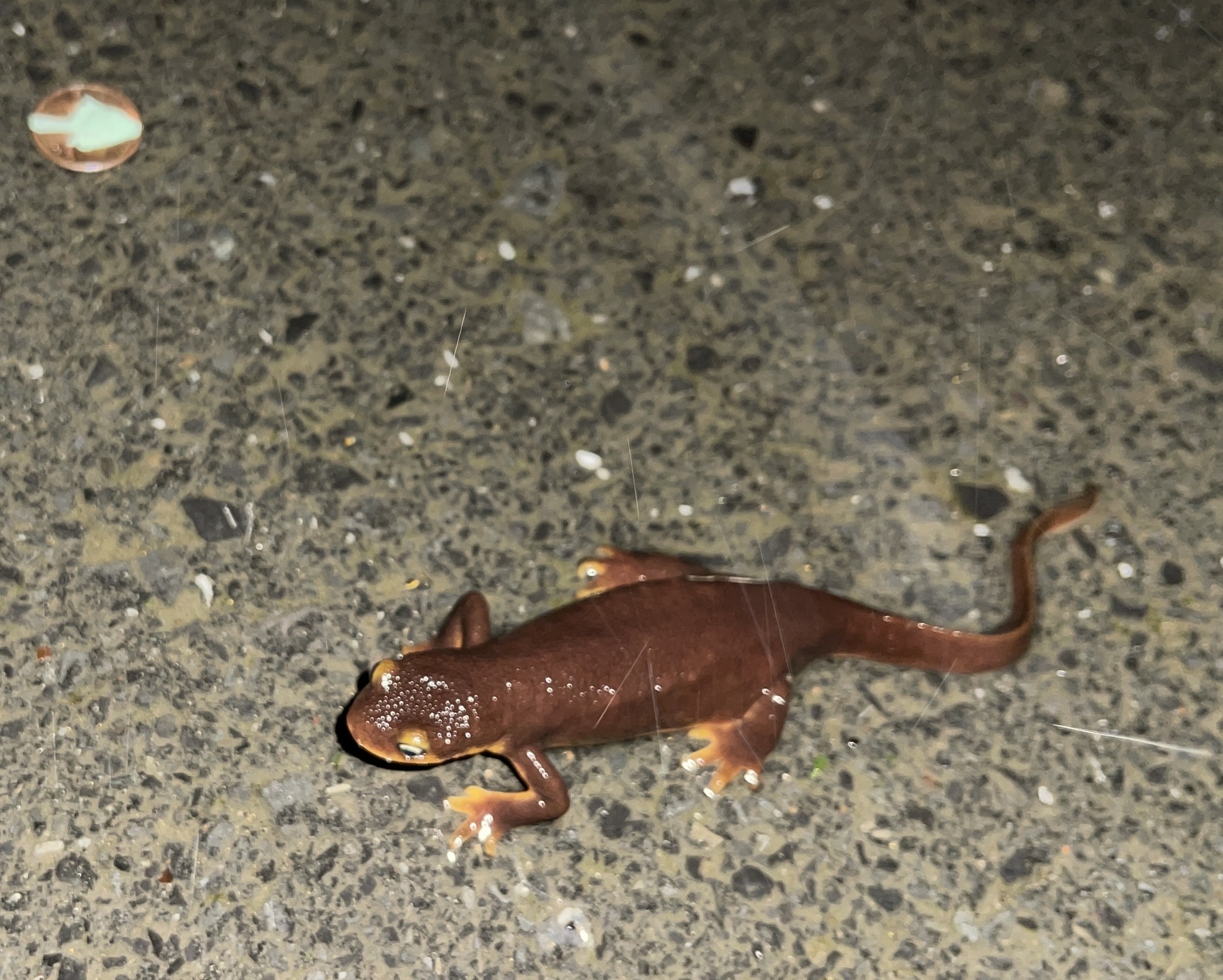 Taricha torosa (Rathke, 1833)