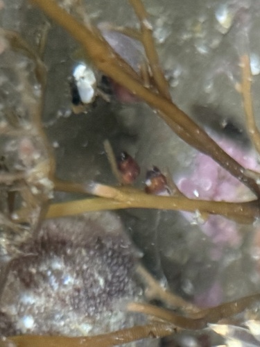 Barleeia observed 2026-01-02