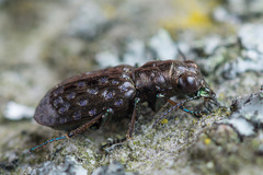 Elaphrus cupreus