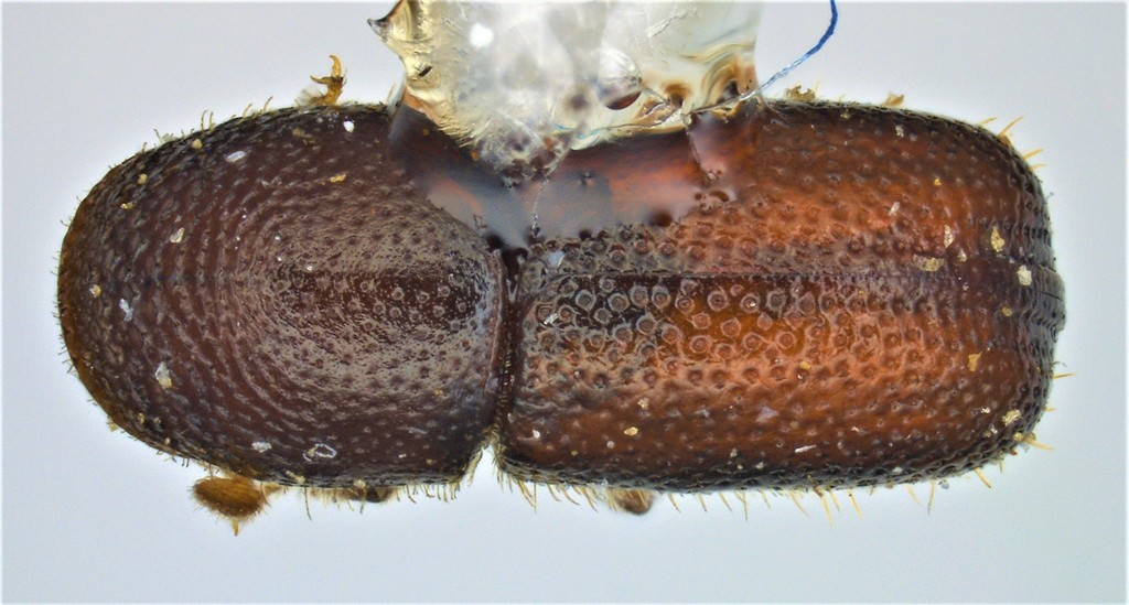 Pityophthorus pulicarius