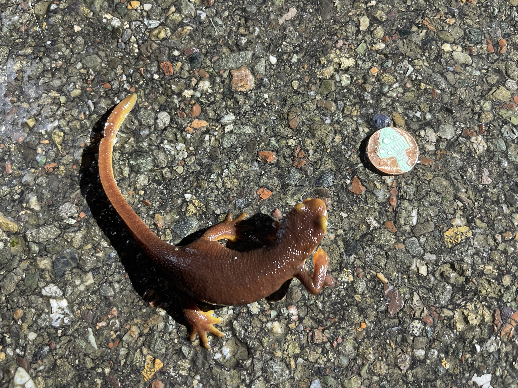 Taricha torosa (Rathke, 1833)