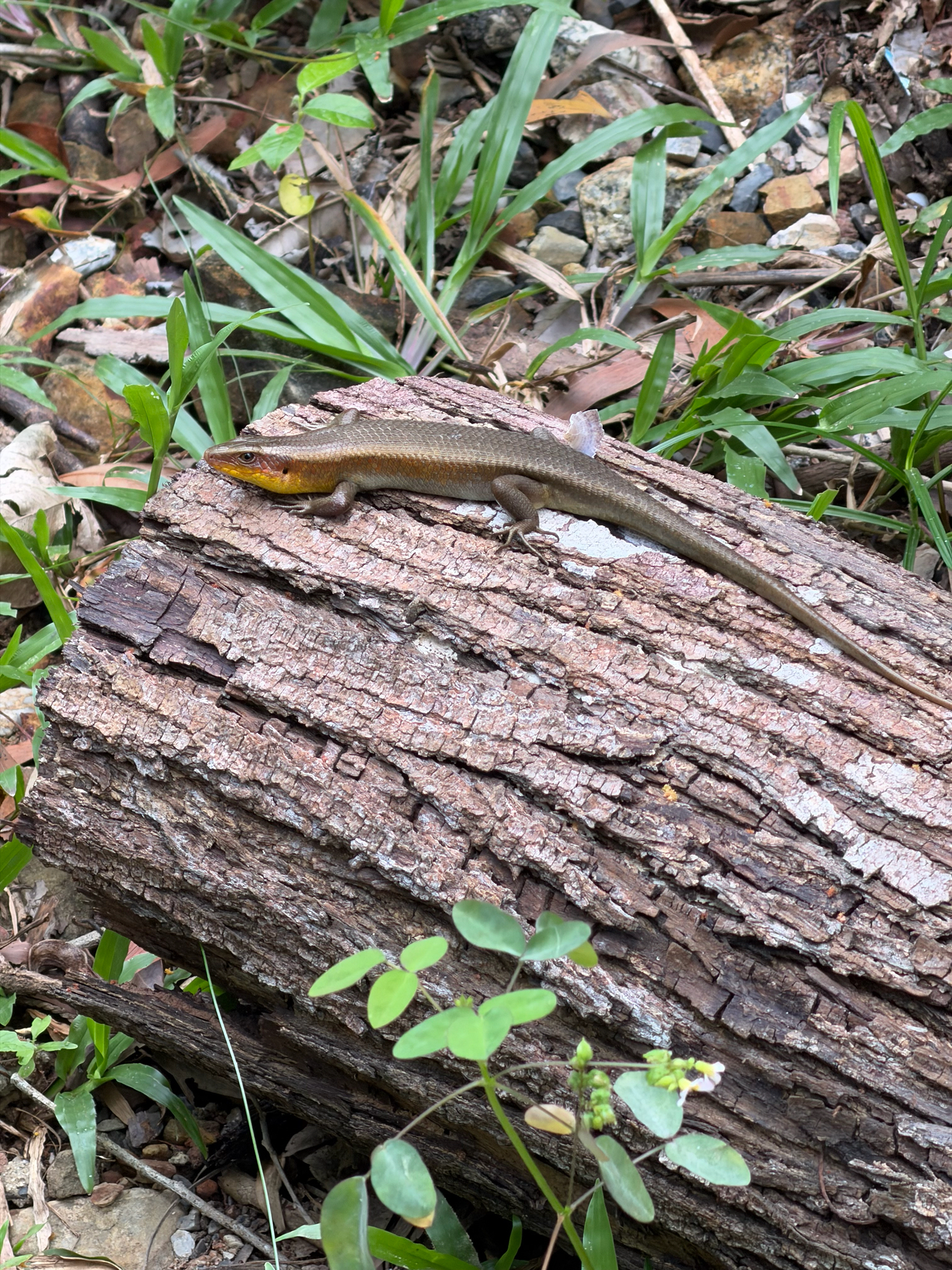 Eutropis multifasciata (Kuhl, 1820)
