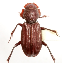 Euparixia moseri