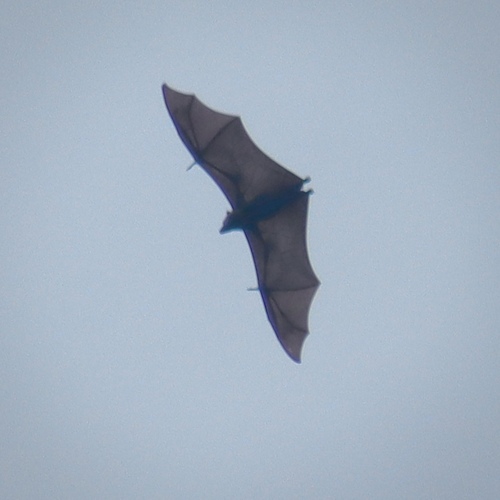 Pteropus pelewensis, 2026-01-02