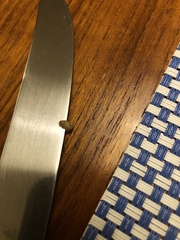 Plodia interpunctella