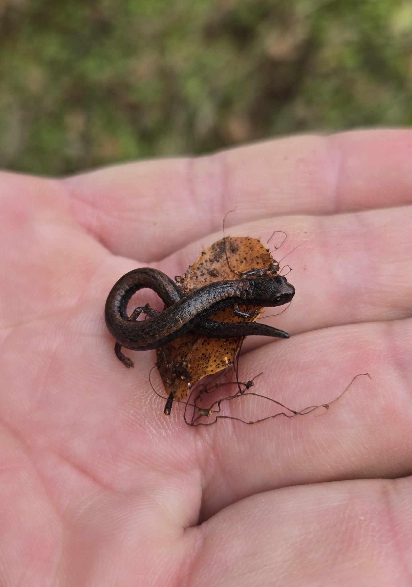 Batrachoseps attenuatus (Eschscholtz, 1833)