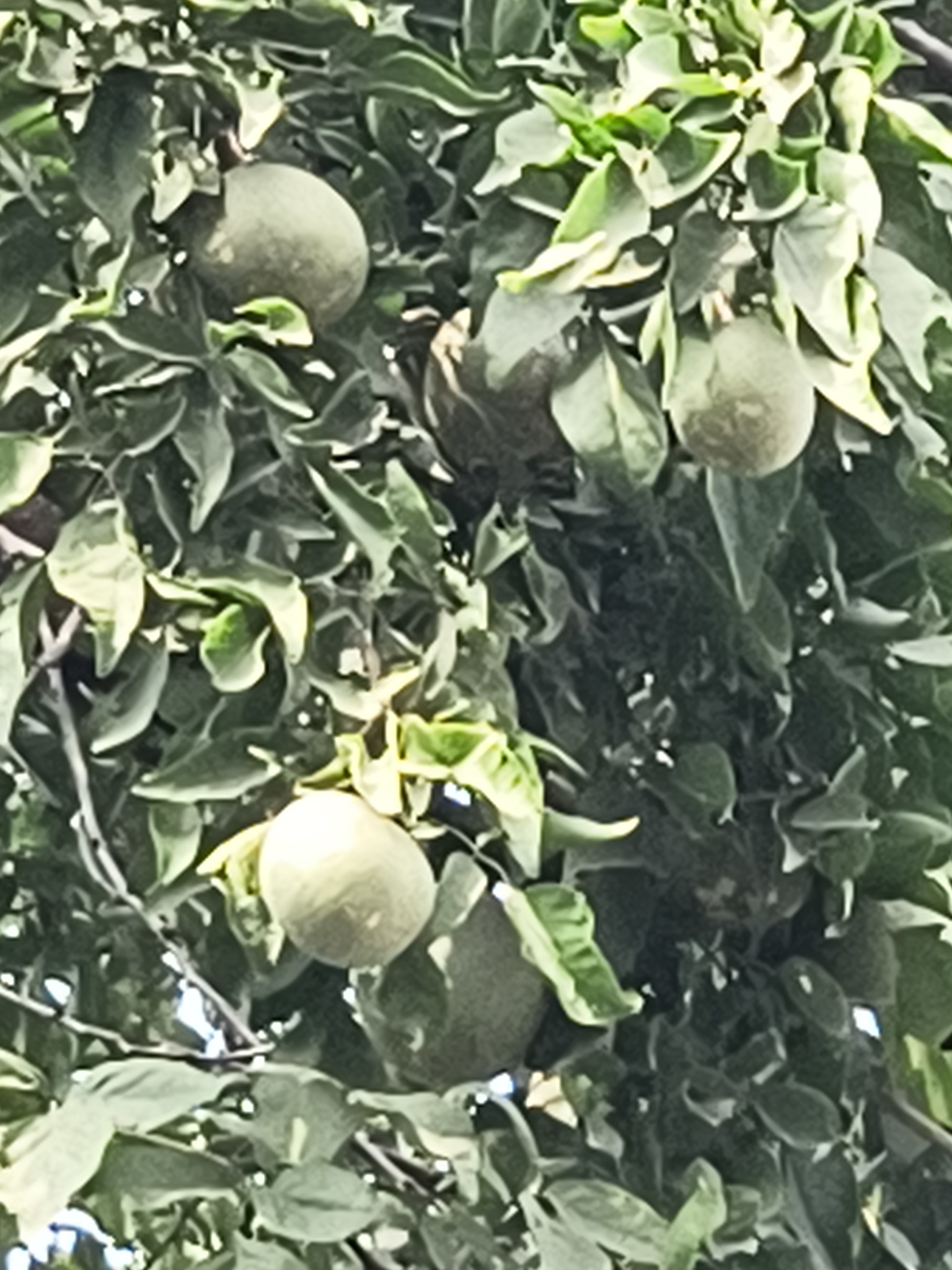 Imagem de Aegle marmelos
