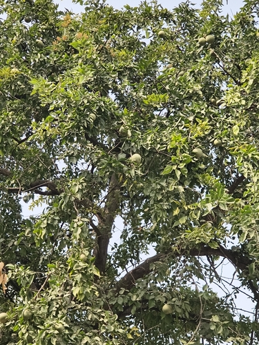 Foto de Aegle marmelos