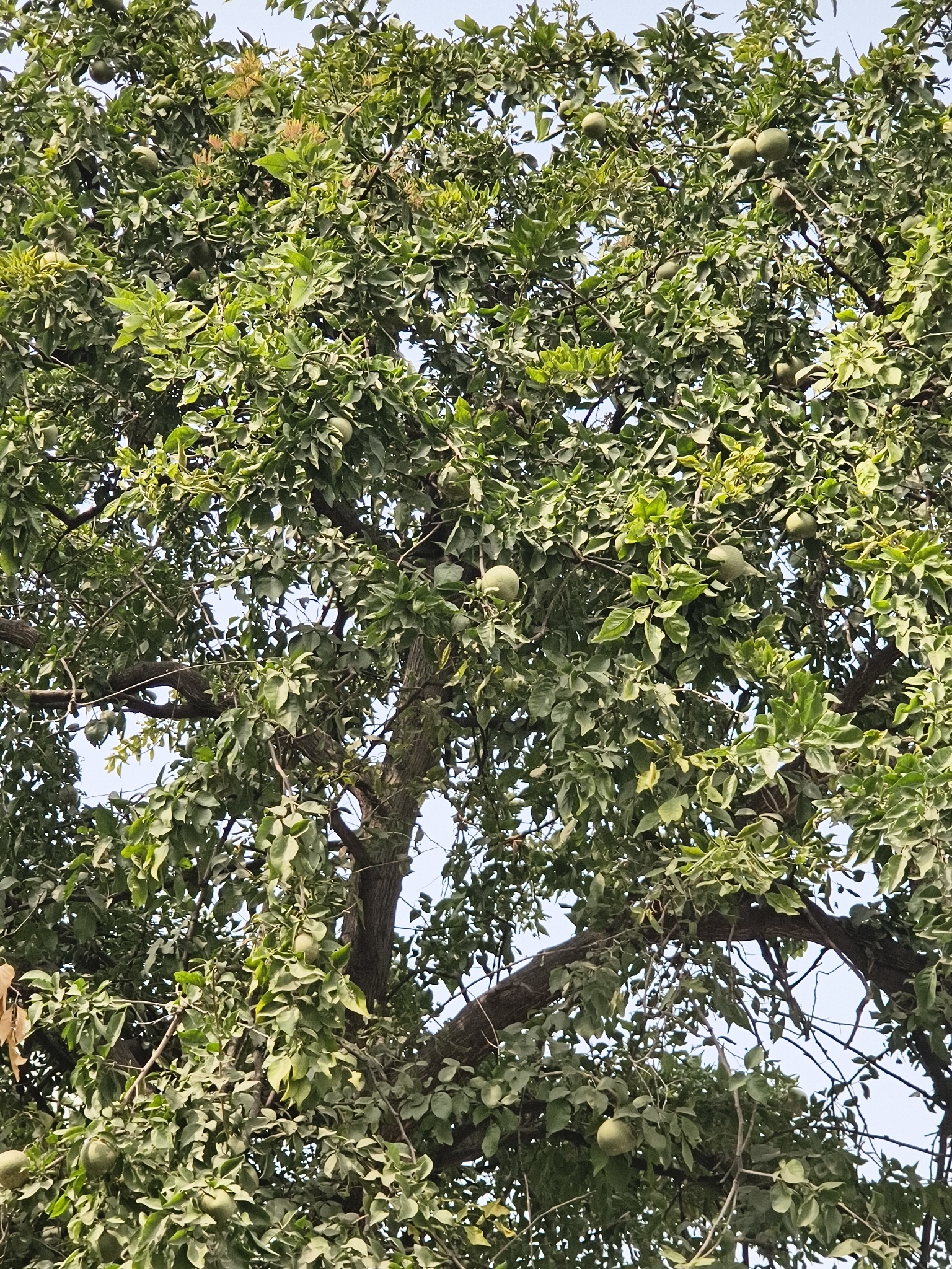 Imagem de Aegle marmelos