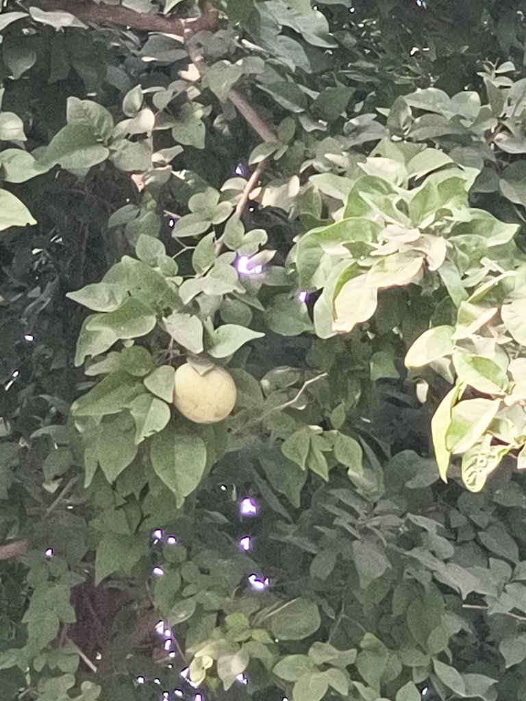 Foto de Aegle marmelos