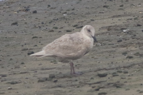 Glaucous-winged Gull (Larus glaucescens)
