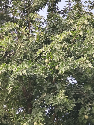 Foto de Aegle marmelos