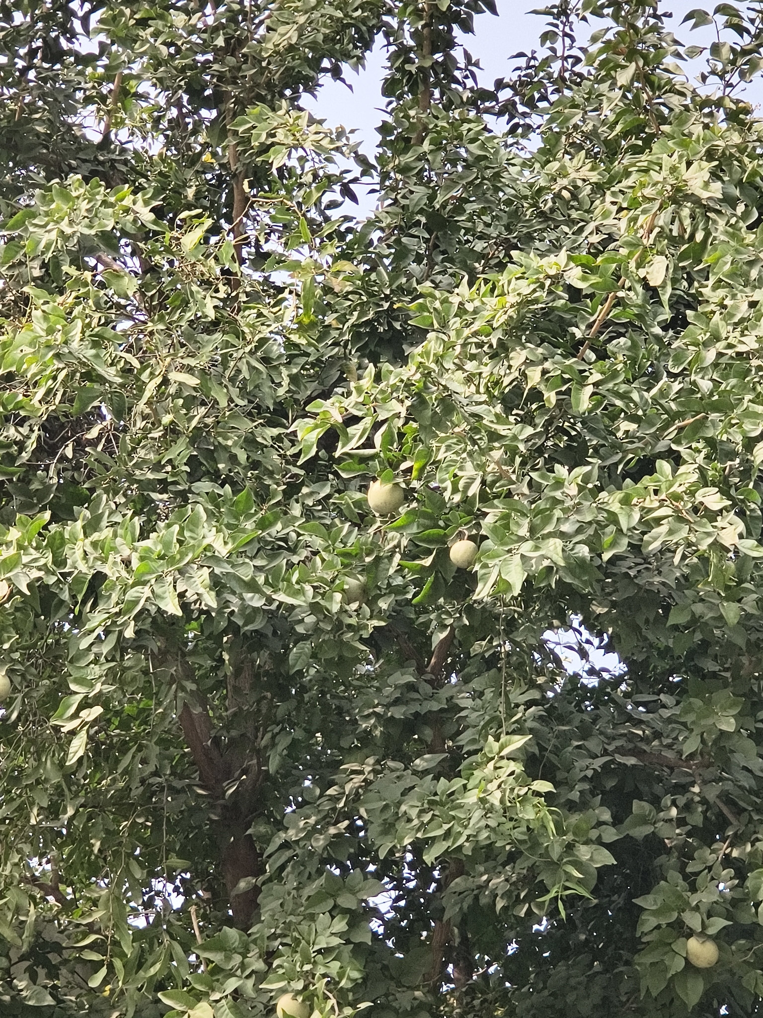 Imagem de Aegle marmelos