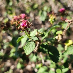 Lantana camara, recorded fruiting