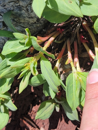 Davis' knotweed (Koenigia davisiae)