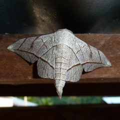 Bedosia fraterna