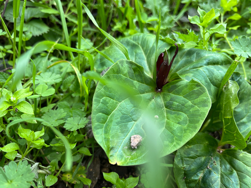 Trillium angustipetalum, photograph 5