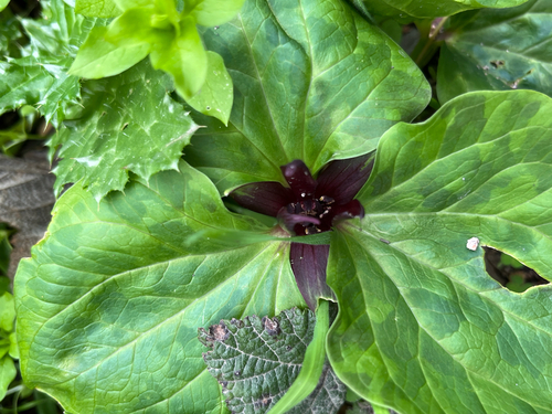 Trillium angustipetalum, photograph 6