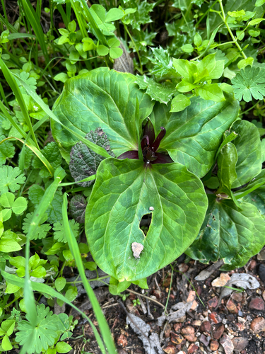 Trillium angustipetalum, photograph 4