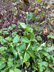 Trillium angustipetalum, photograph (c) harrier, some rights reserved (CC BY)