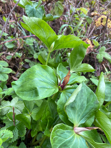 narrowpetal wakerobin (Trillium angustipetalum)