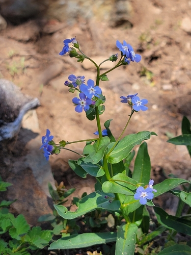 Sierran stickseed (Hackelia nervosa)
