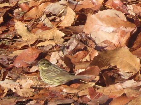 Masked Bunting (Emberiza personata), photo 3