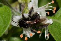 Exomalopsis
