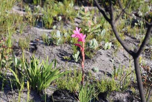 Watsonia coccinea, photograph 2