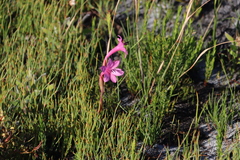 Watsonia coccinea, photograph (c) Tony Rebelo, some rights reserved (CC BY-SA)