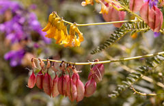 Astragalus mongholicus