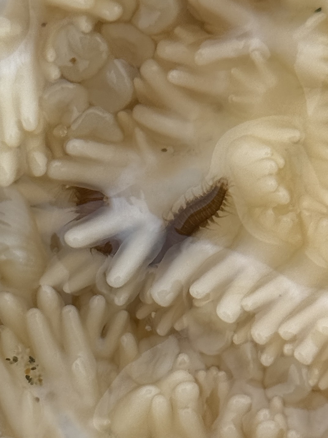 Oxydromus pugettensis (Johnson, 1901)