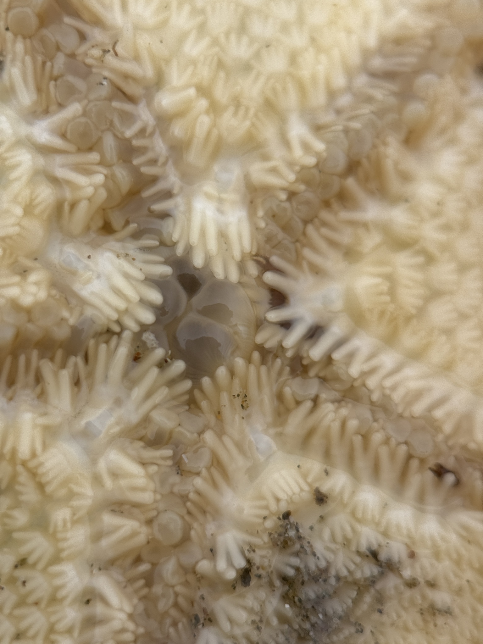 Oxydromus pugettensis (Johnson, 1901)