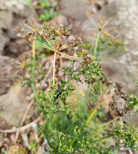 Petroselinum crispum observed 2025-12-01