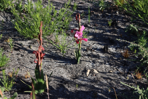 Dwarf Watsonia (Watsonia coccinea)