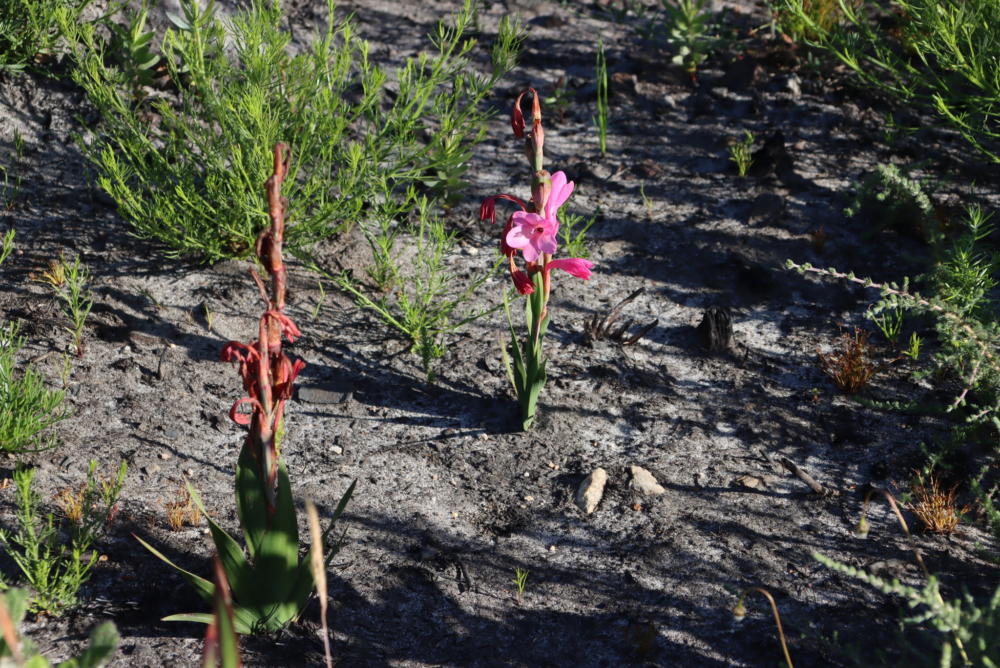 Dwarf Watsonia (Watsonia coccinea)